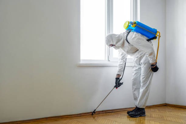 Best Affordable Pest Control Services  in Lone Pine, CA