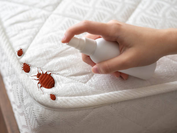 Best Pest Control Near Me  in Lone Pine, CA